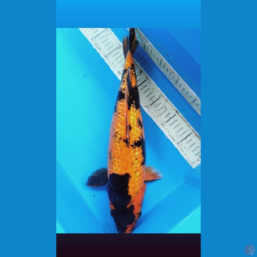 gindrin 40 cm