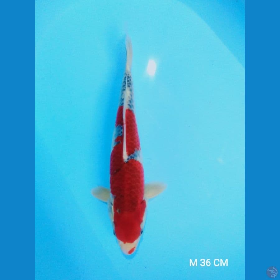 racing goshiki 36cm male