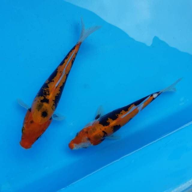 Duo benkum