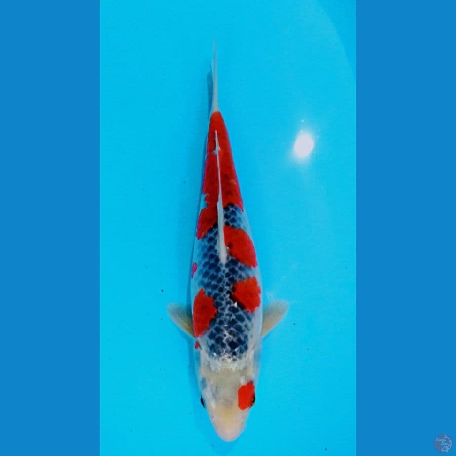 racing goshiki 32cm/fm