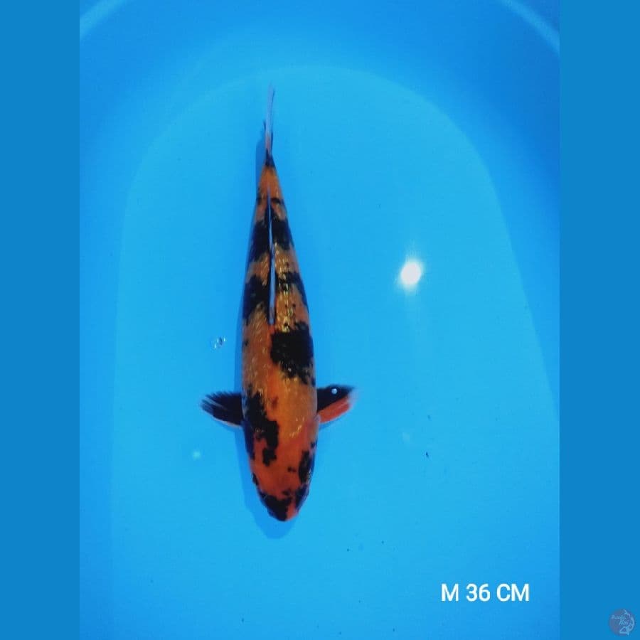 utsuri gindrin 36cm male