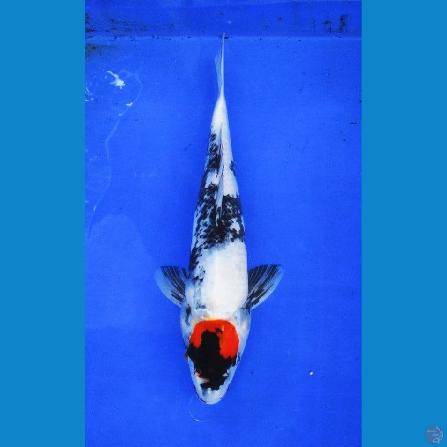 tancho showa ±35cm