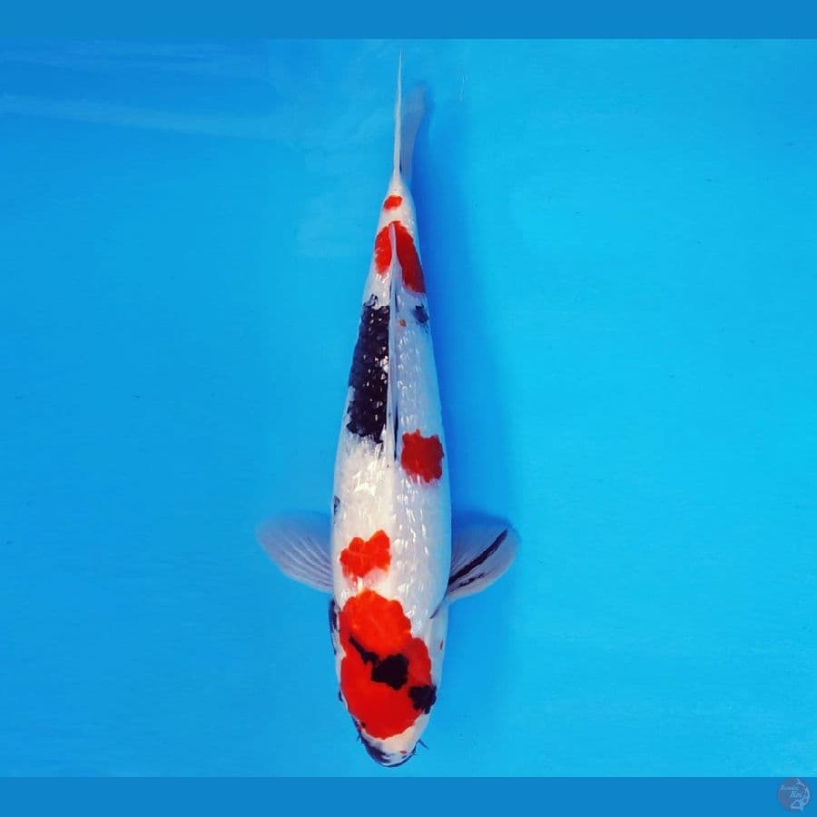 ATAKA 2 - KINDAI SHOWA GIN RIN 32 cm/male ®
