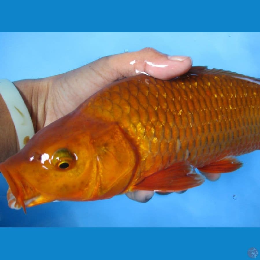 MKC KOI GRUB
