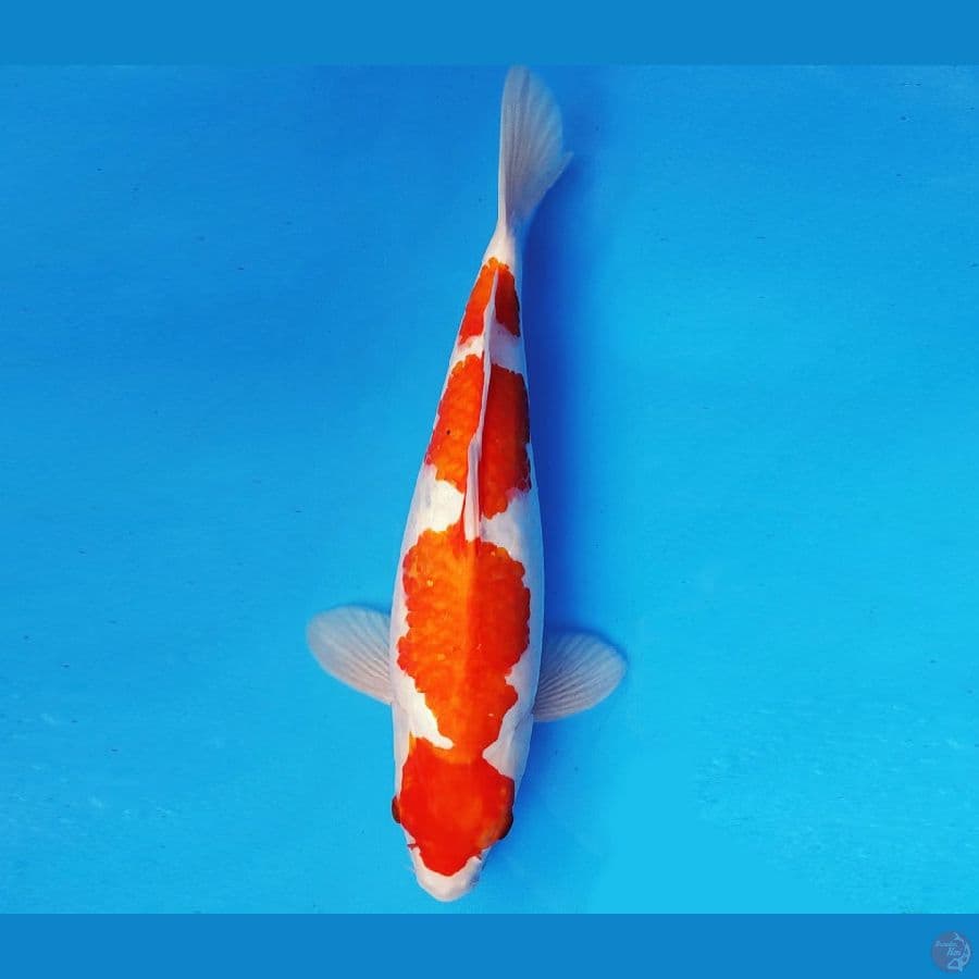 ATAKA 3 - AI GOROMO 40 cm/fm ®