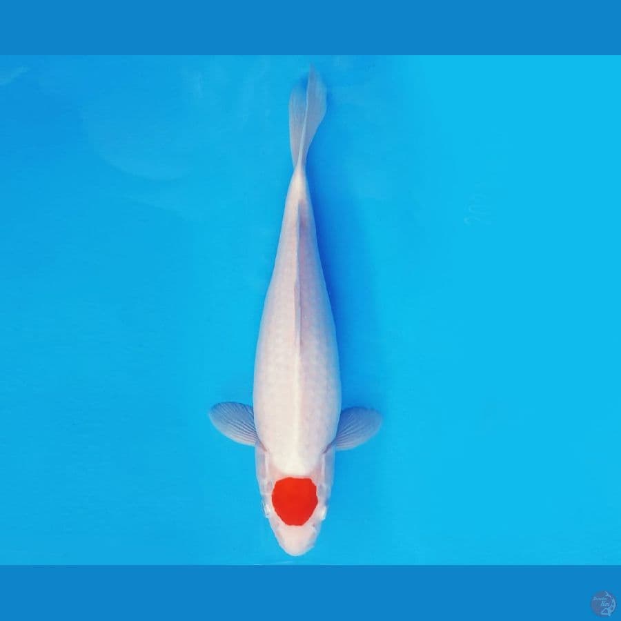ATAKA 4 - ORIGINAL TANCHO 32 cm/fm ®