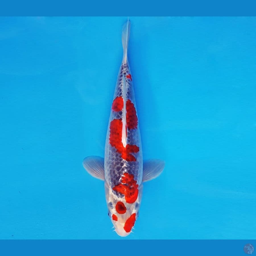 ATAKA 5 - GOSHIKI 32 cm/fm ®