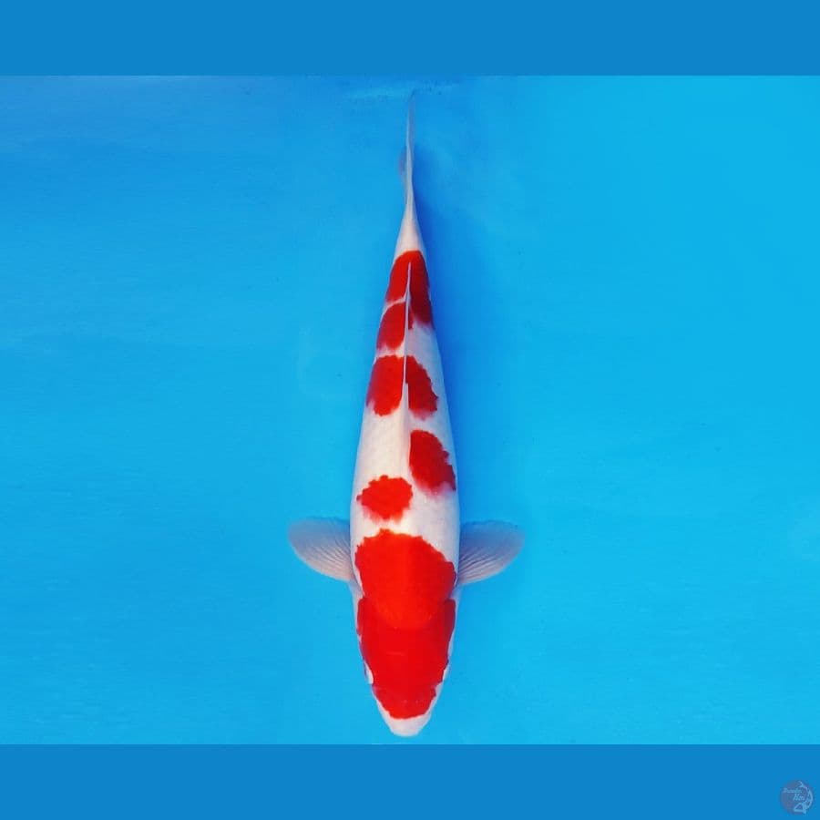 ATAKA 6 - KOHAKU 35 cm/fm ®