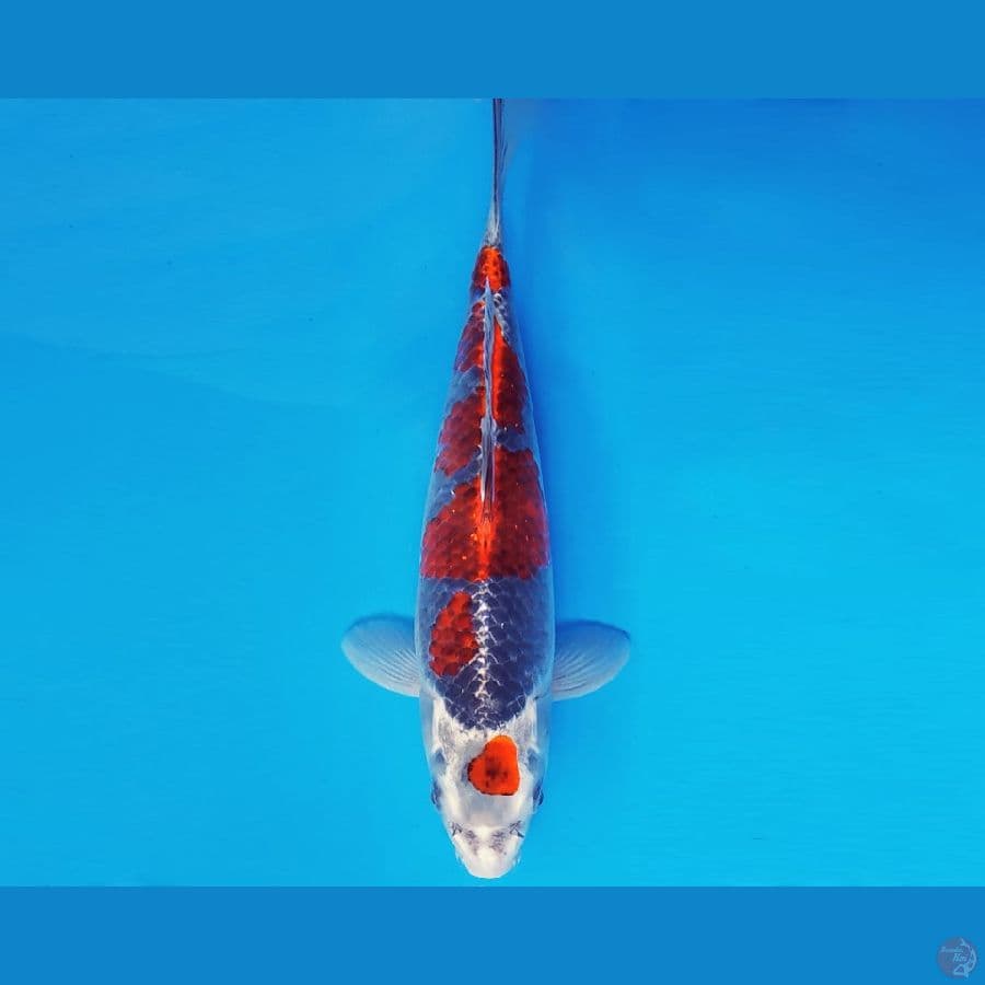 ATAKA 7 - KURO GOSHIKI 30 cm/fm ®