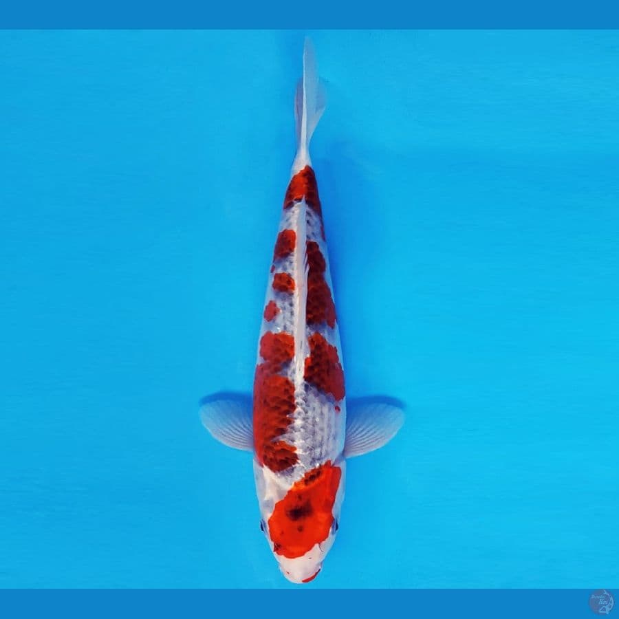 ATAKA 9 - GOSHIKI GOROMO 32 cm/fm ®