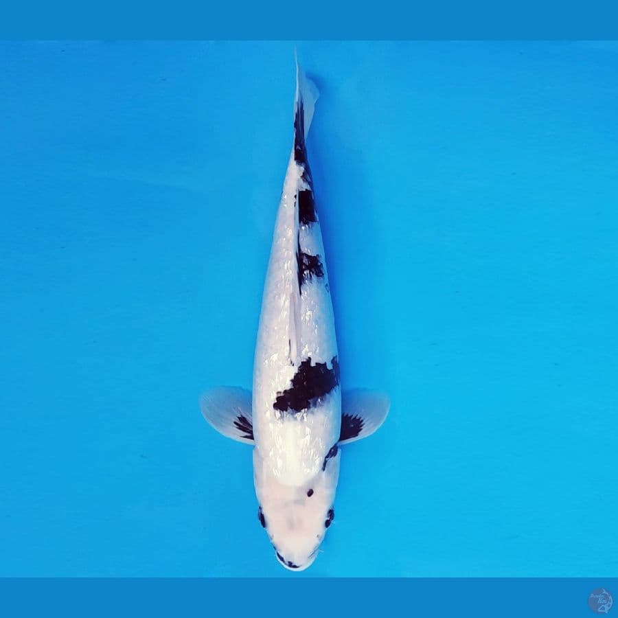 ATAKA 11 - SHIRO GIN RIN EVOLUTION 34 cm/fm ®