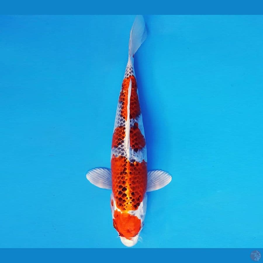 ATAKA 14 - KUJAKU 35 cm/fm ®