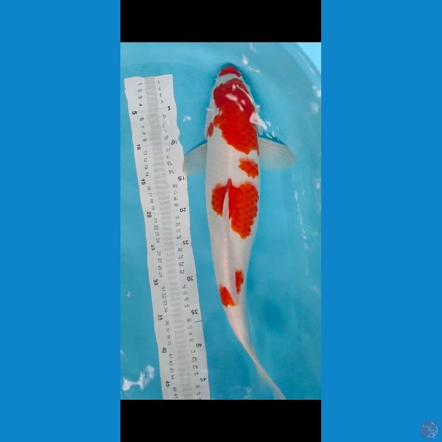 kohaku 45cm