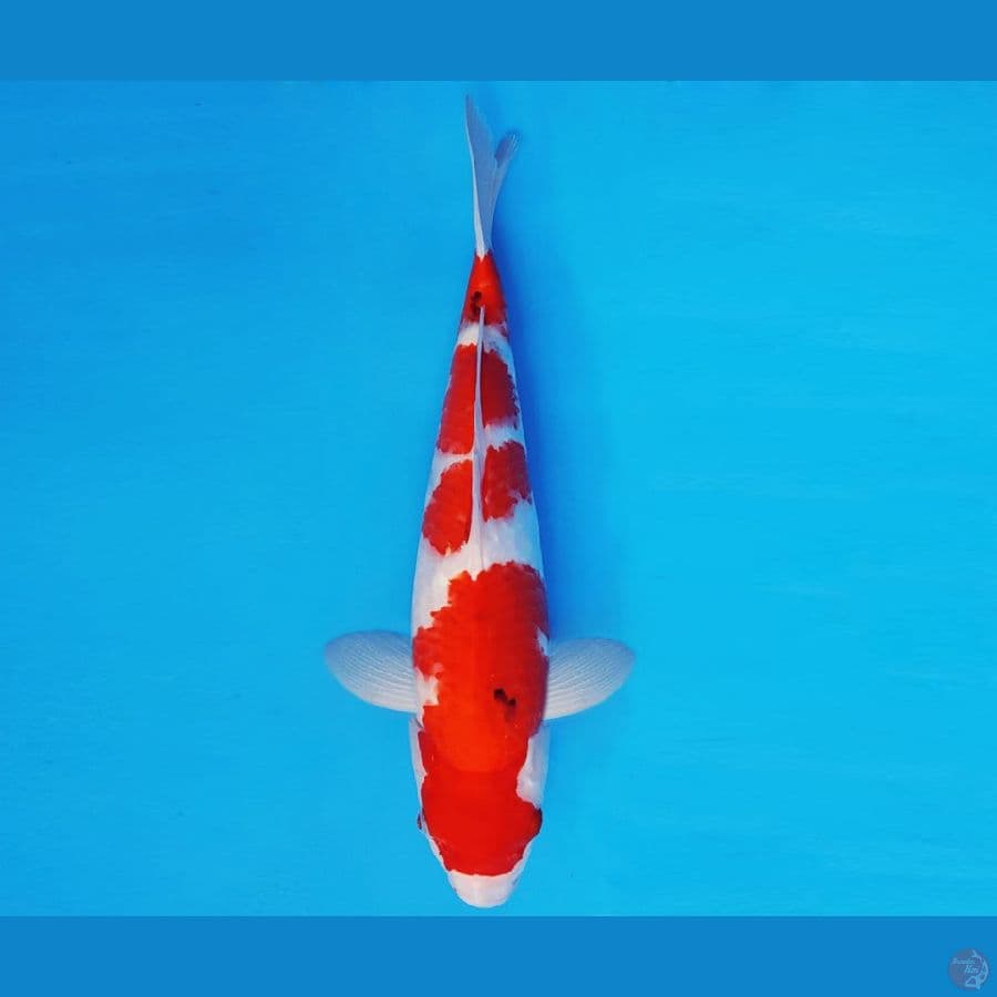 ATAKA 15 - SANKE 33 cm/fm ®