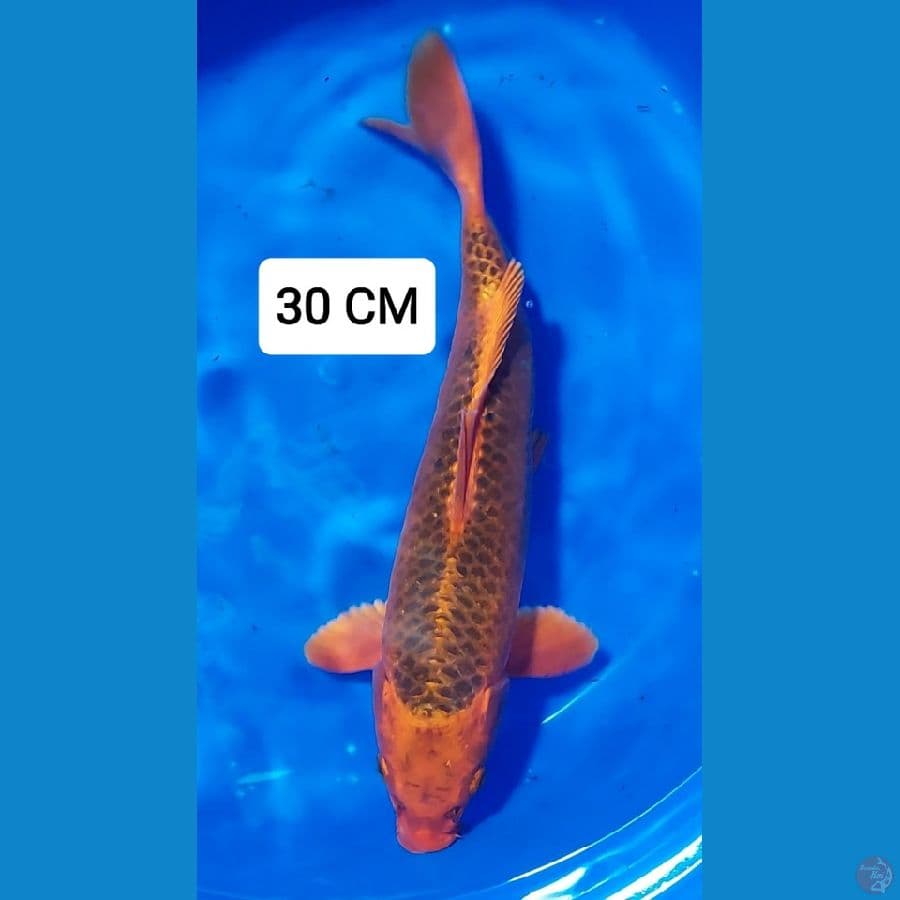 MATSUBA 30 CM