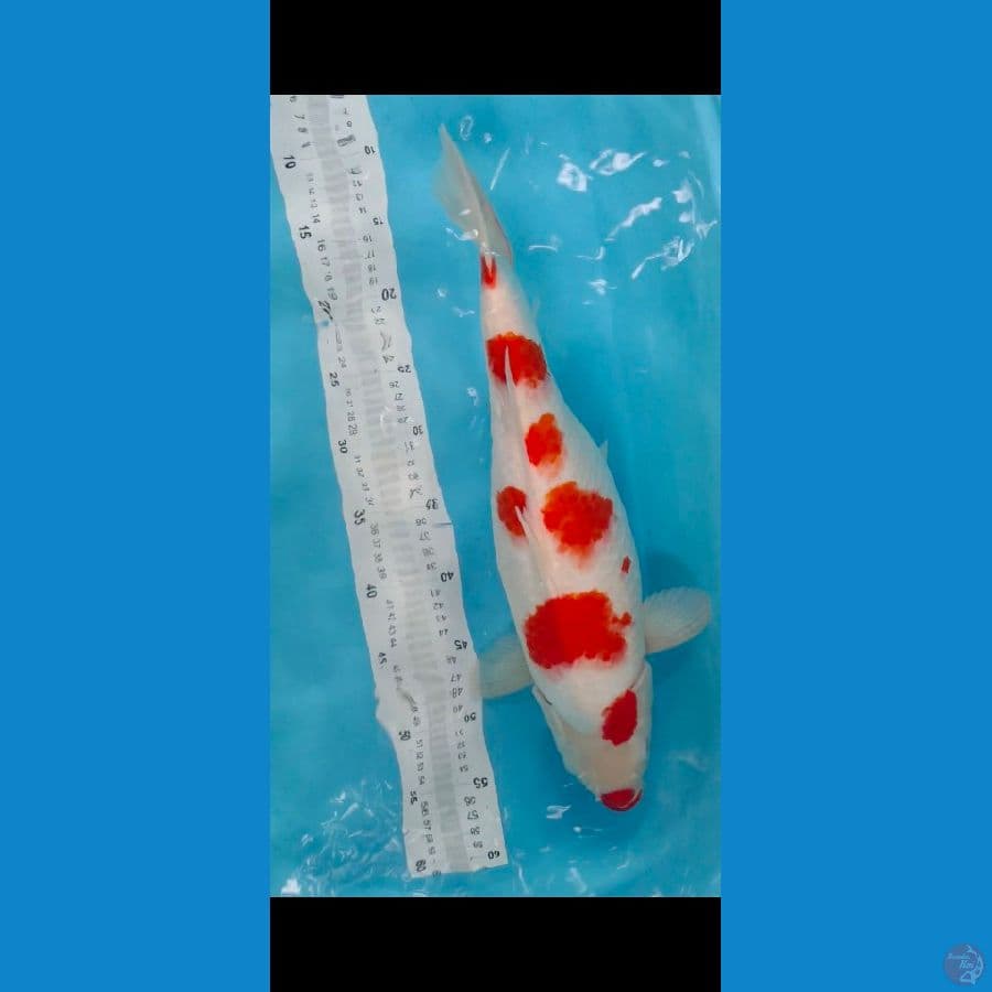 kohaku sakura gendong