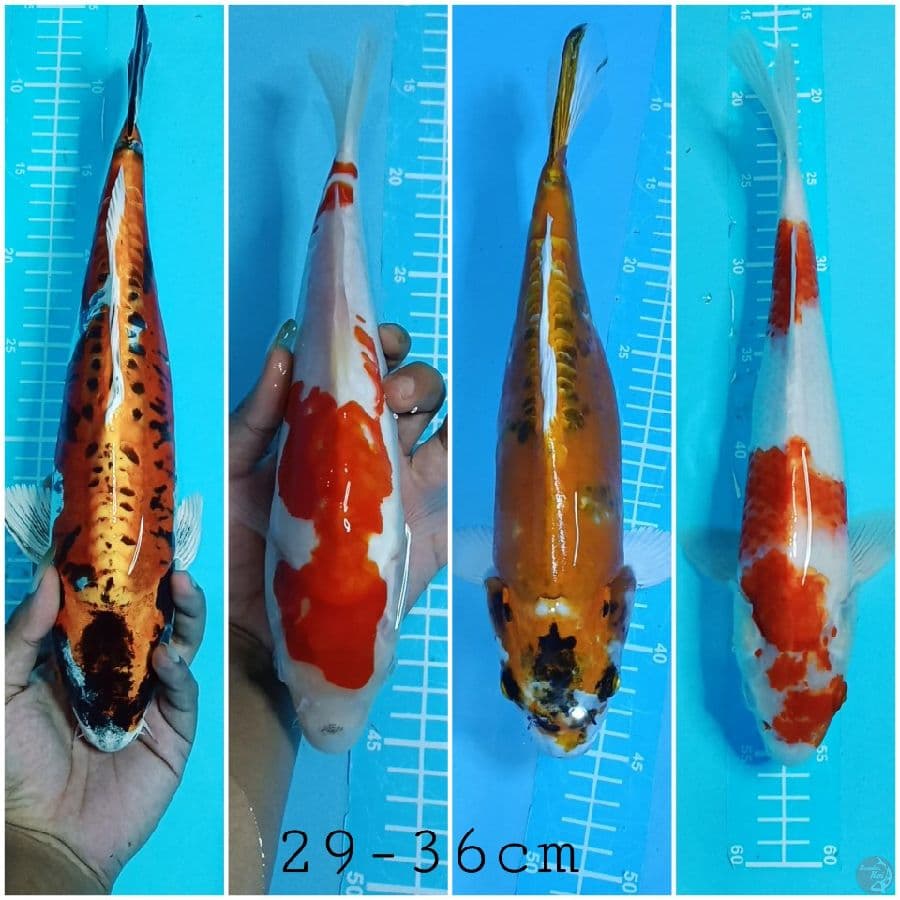 Kohaku Kikokuryu ~ 29-36cm