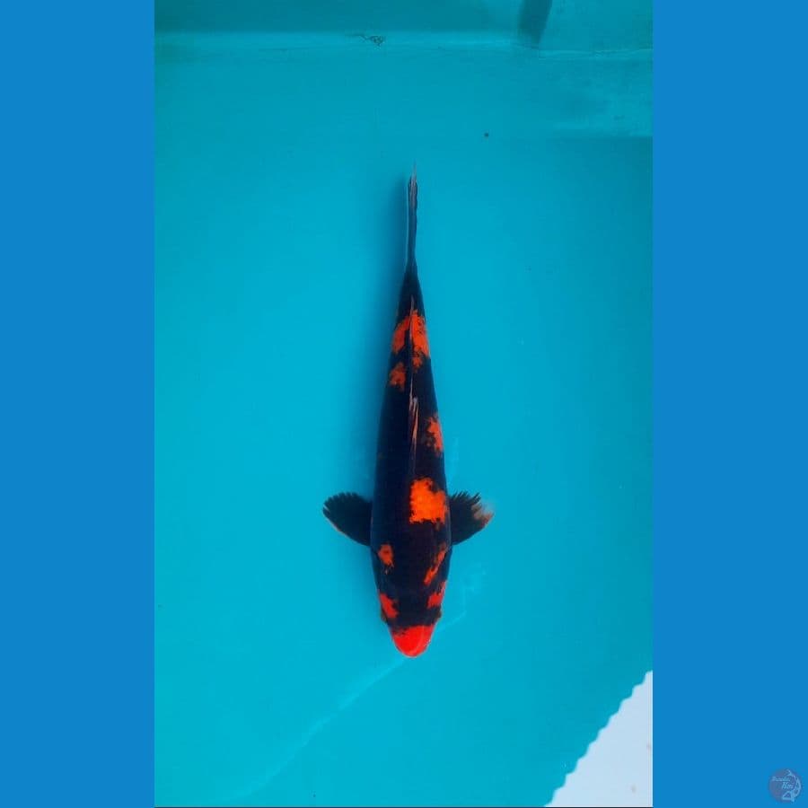 28cm Hi Utsuri Male