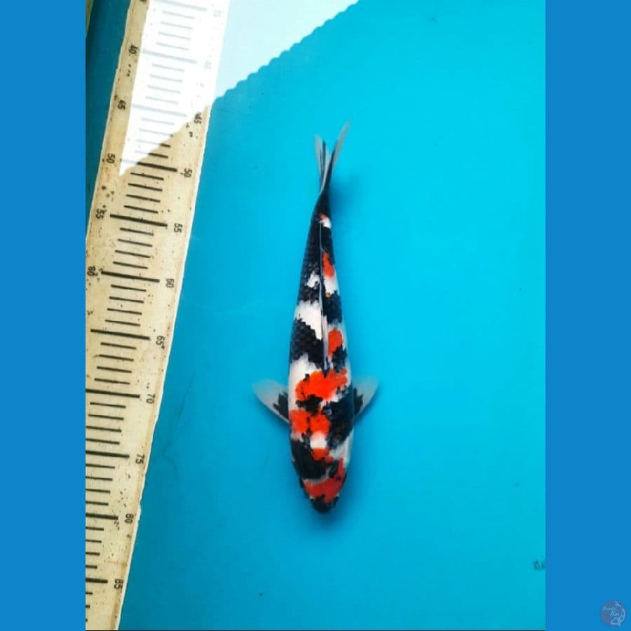 32cm Kindai Showa Female