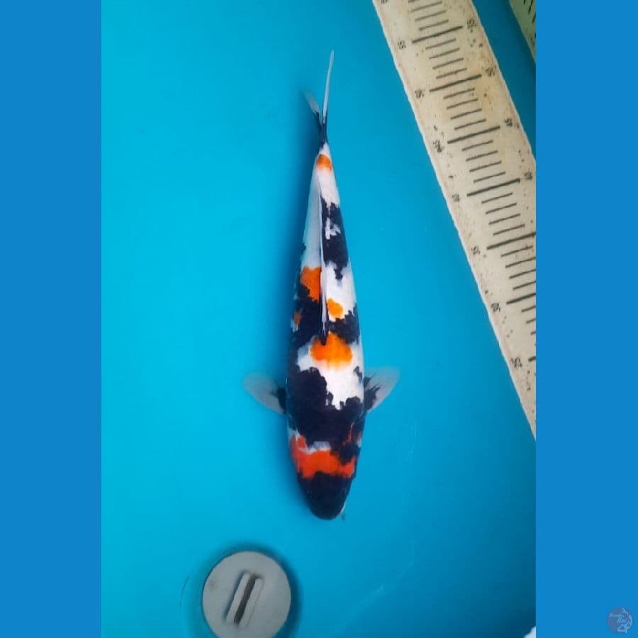 36,5cm Showa sanshoku female