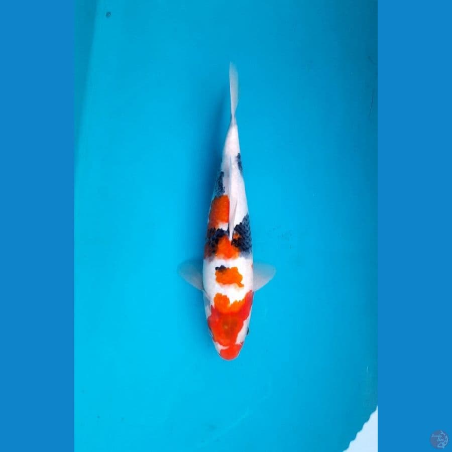 32cm Tategoi showa Female
