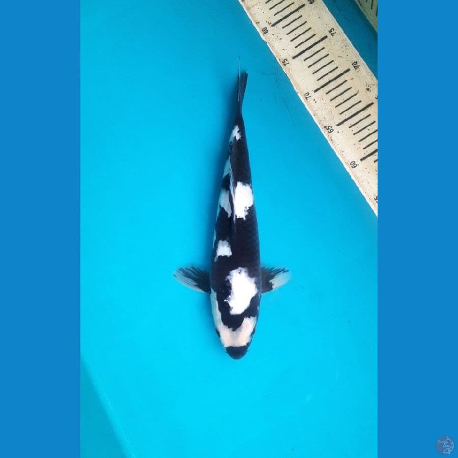 33cm Shiro utsuri female