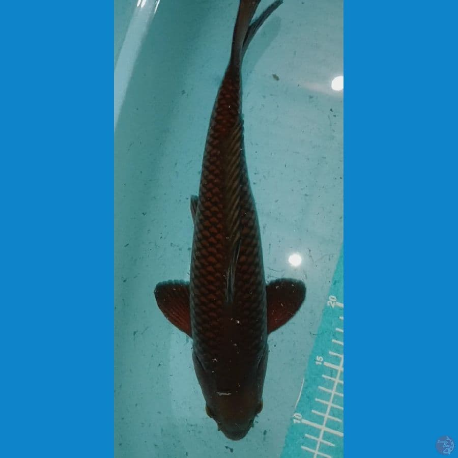CAGOI TEMBAGA ~ 37CM / Male