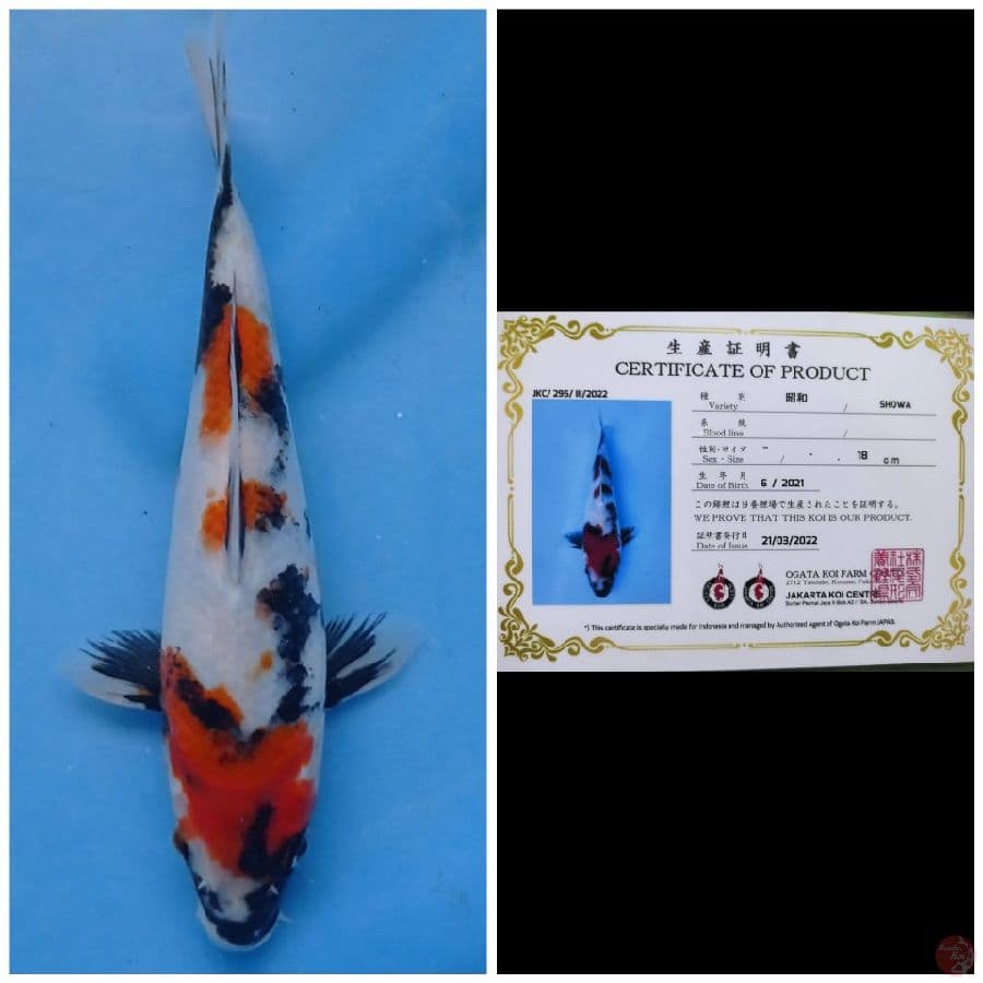Ogata Showa