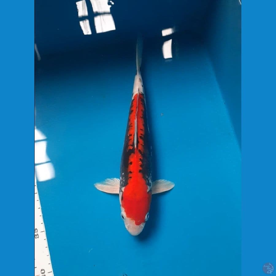 benikumon 27cm/male
