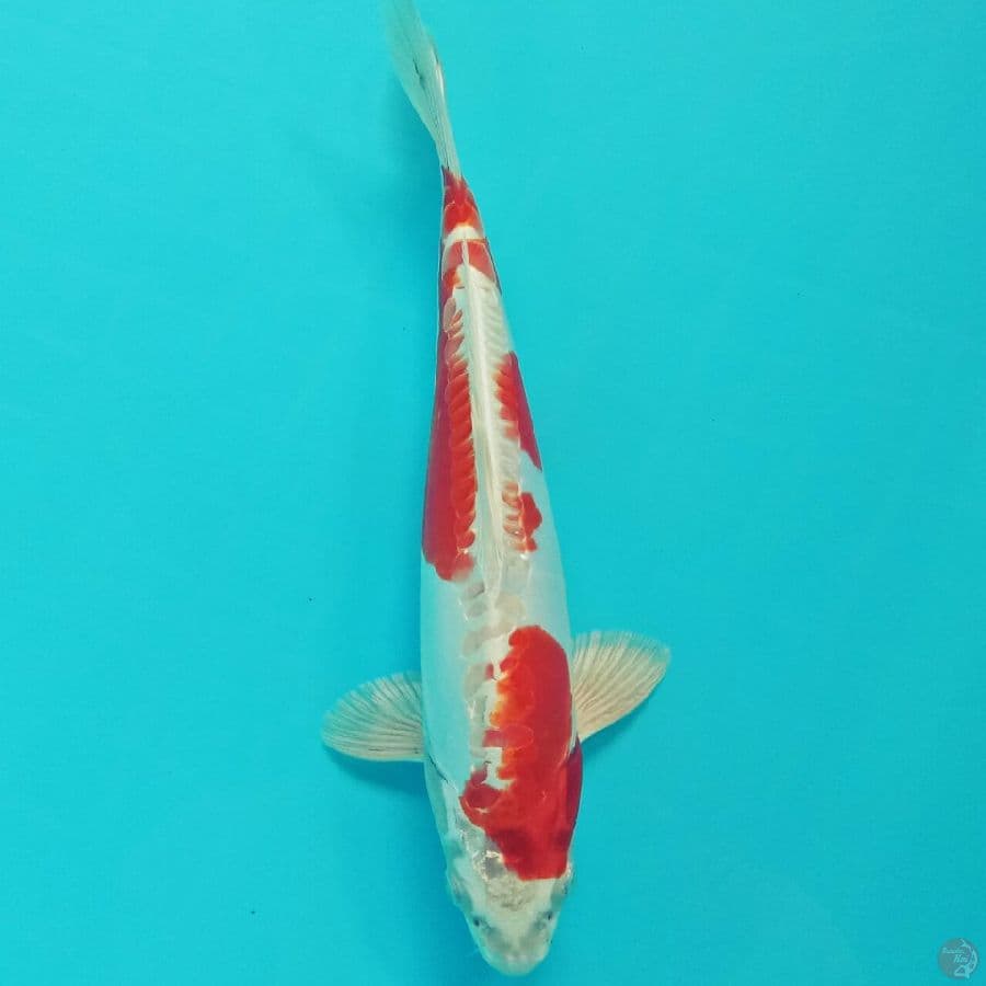 Doitsu 29 cm