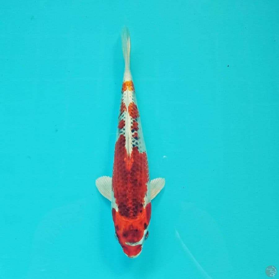 Kujaku 25 cm