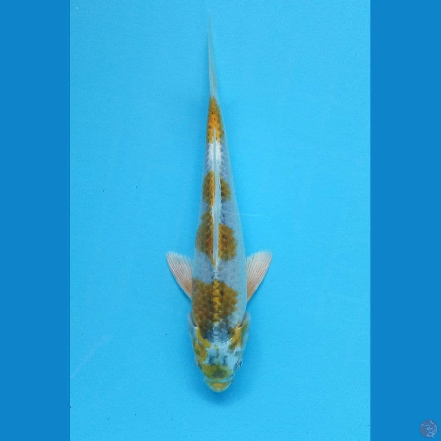 KIRIN 22cm