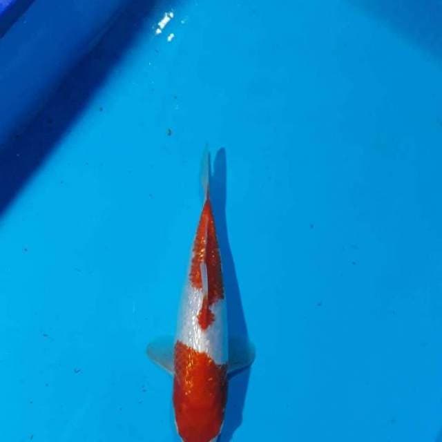 GINRIIN KOHAKU ORI