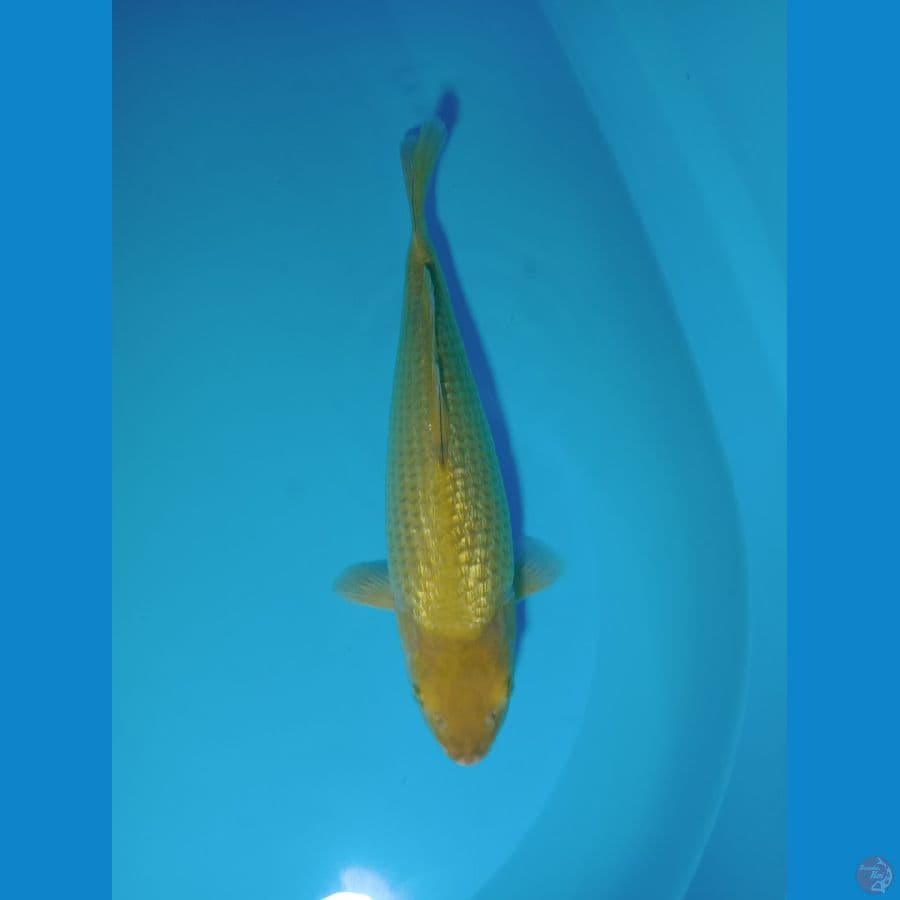 SUPER GINRIN BULKY 36CM