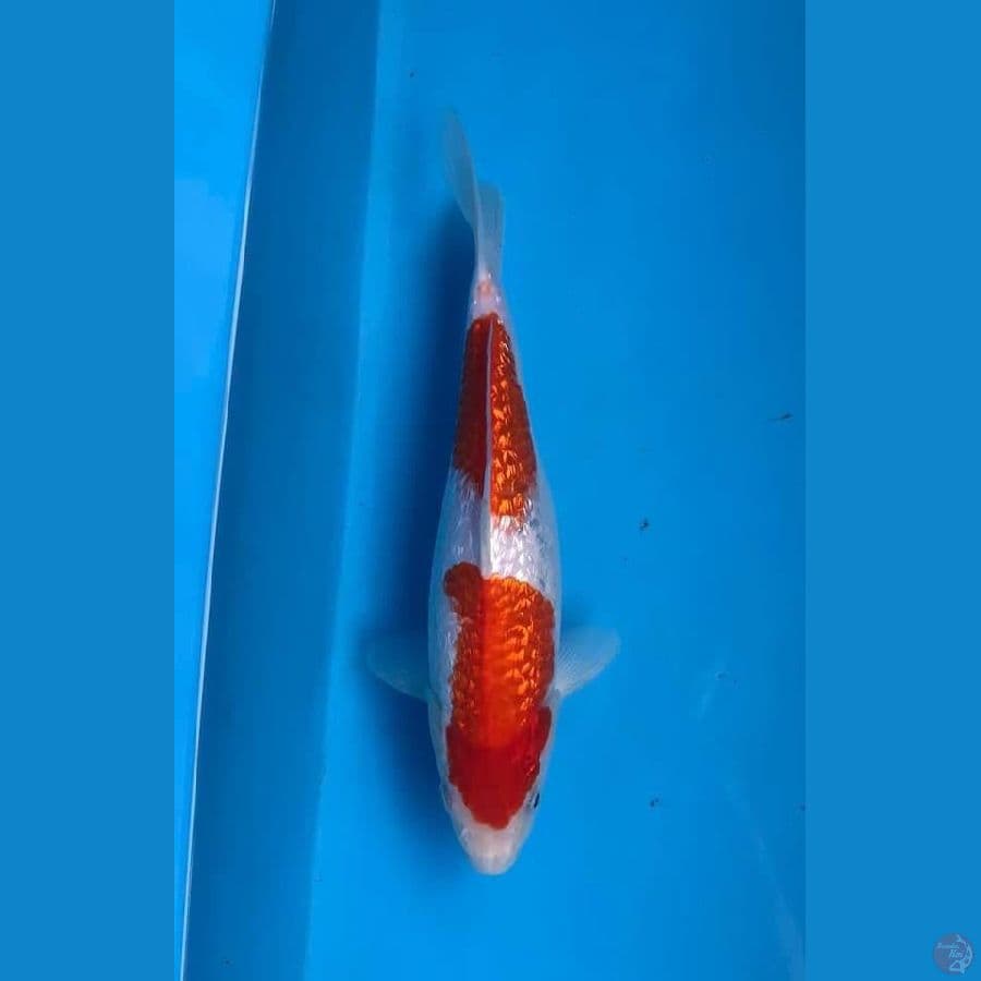 KOHAKU NINDAN GINRIN SQ 25CM
