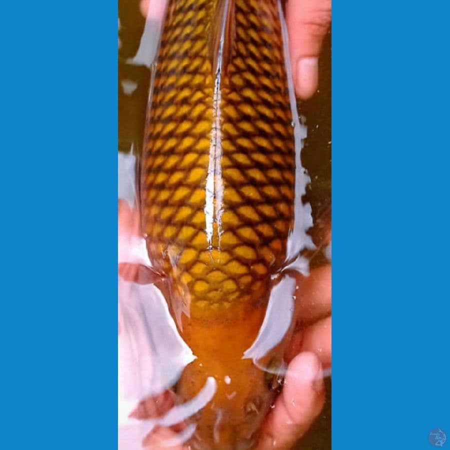 Chagoi Good Ring, Breed Khusnul, 51cm, Male