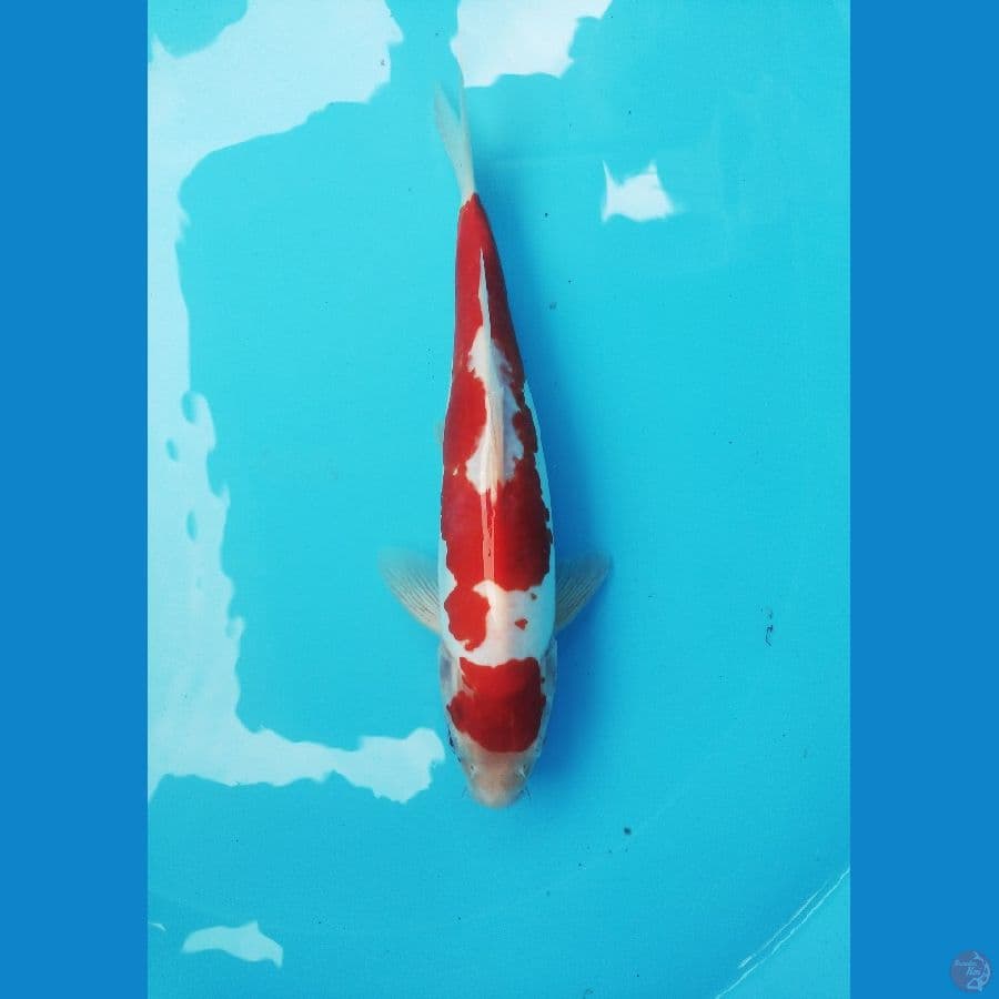 Kohaku Doitsu Murni