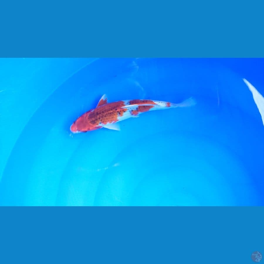 goshiki joss 26cm