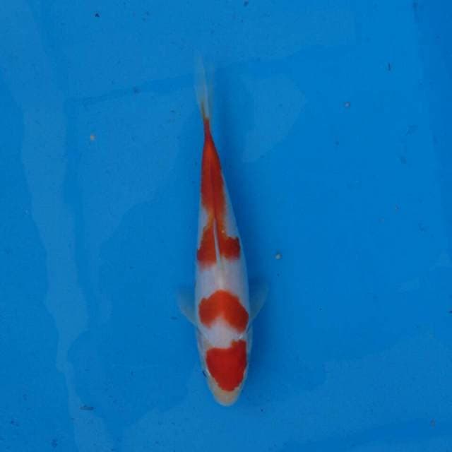 Maruten Sandan Kohaku F1