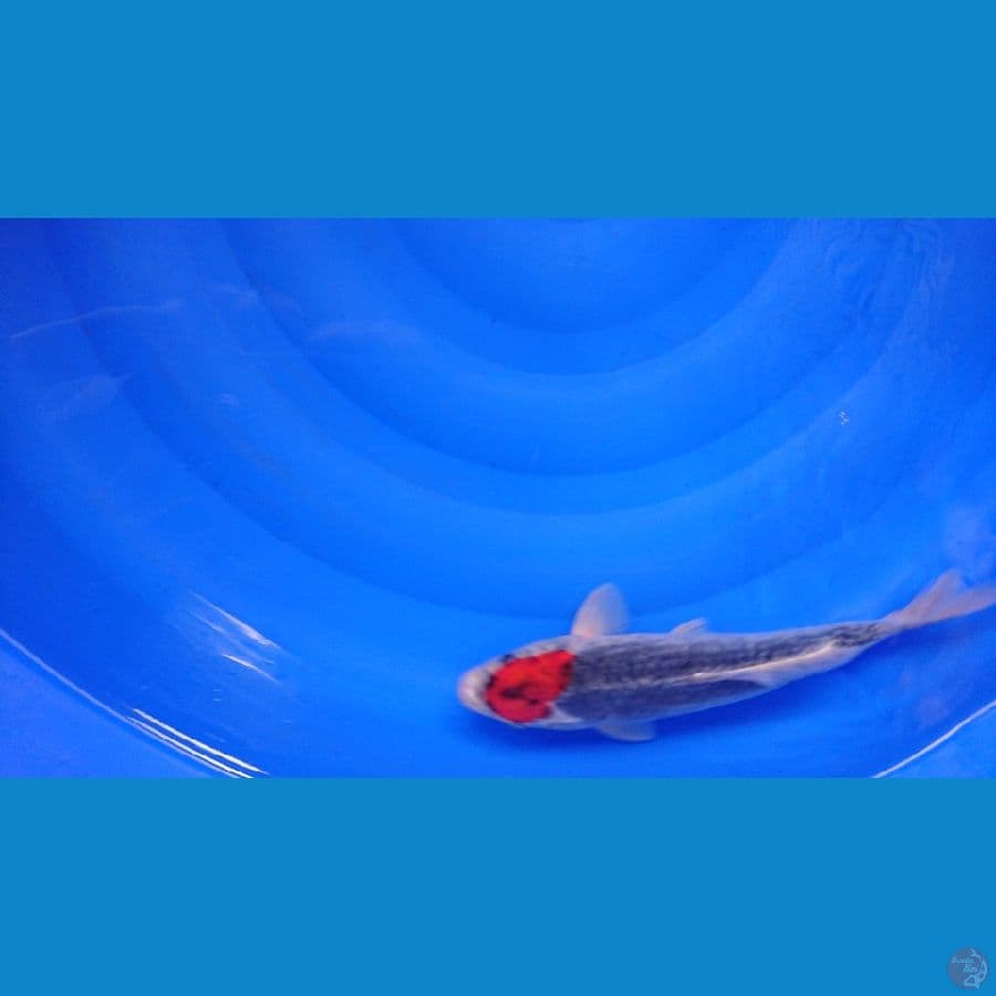 tancho goshiki 27cm