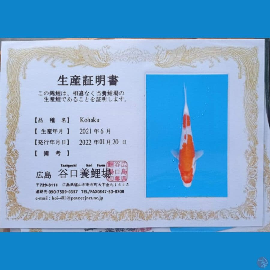 Kohaku 23cm Taniguchi