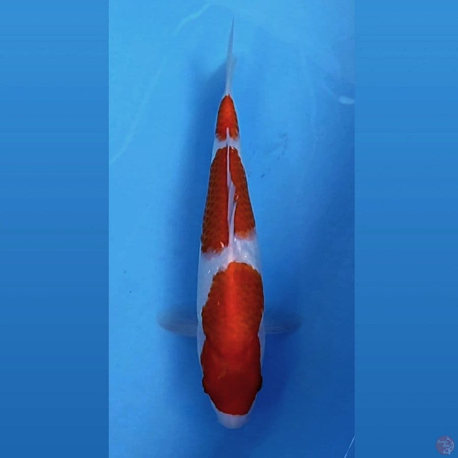 kohaku, 26 cm