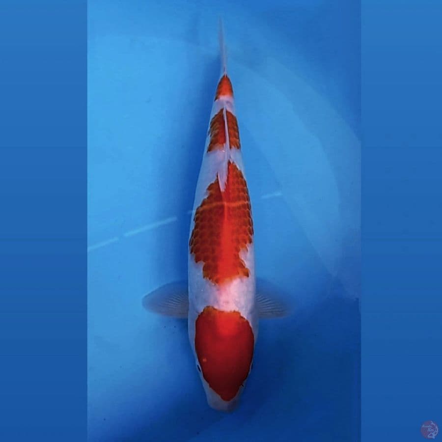 kohaku, 31 cm