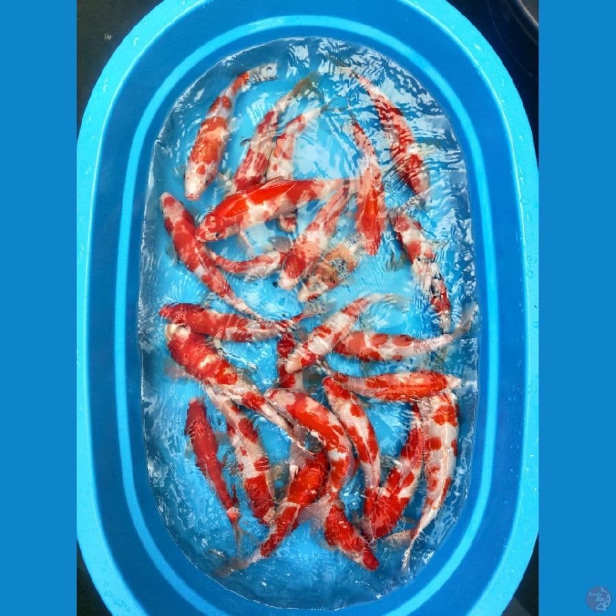 Paket kohaku sanke 25 ekor bonus 1 ekor