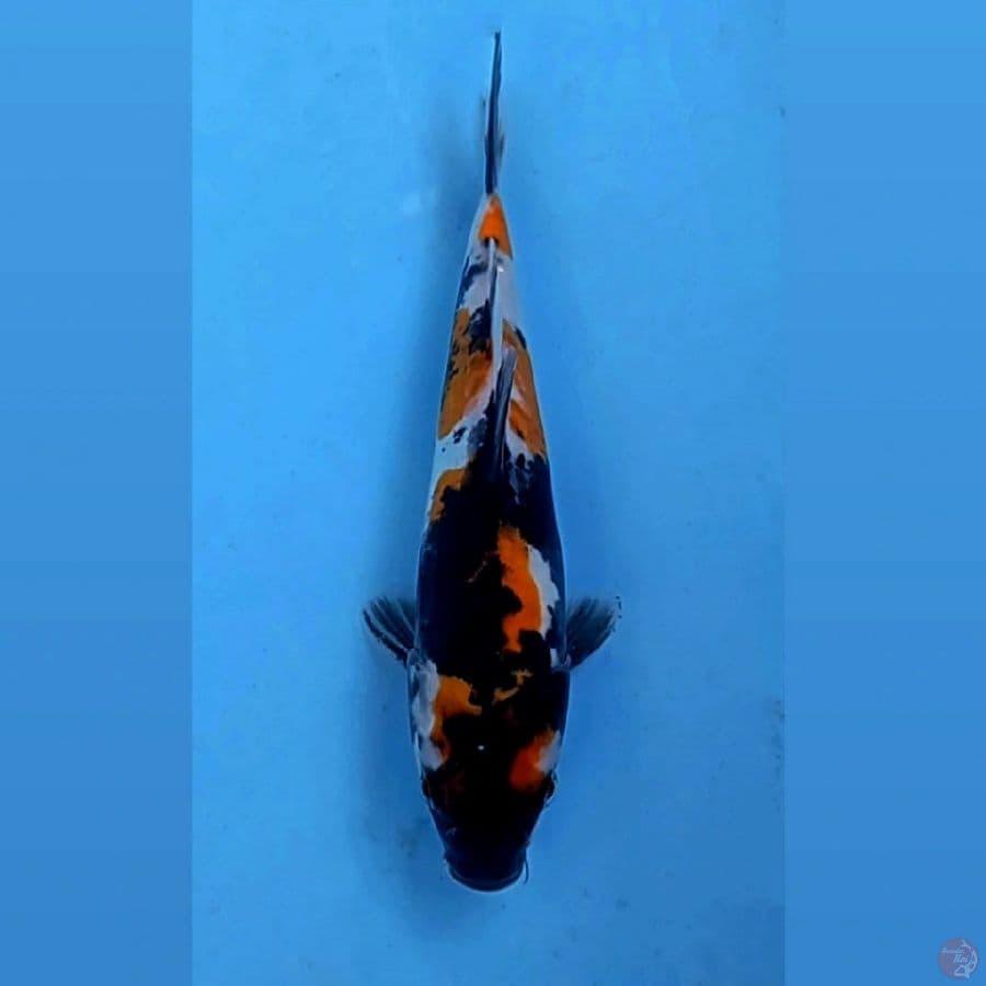 showa doitsu, 25 cm