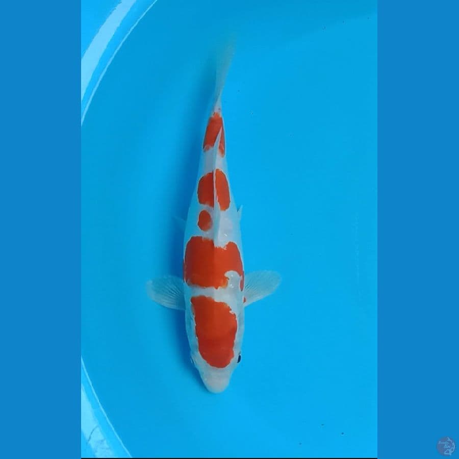 kohaku doitsu