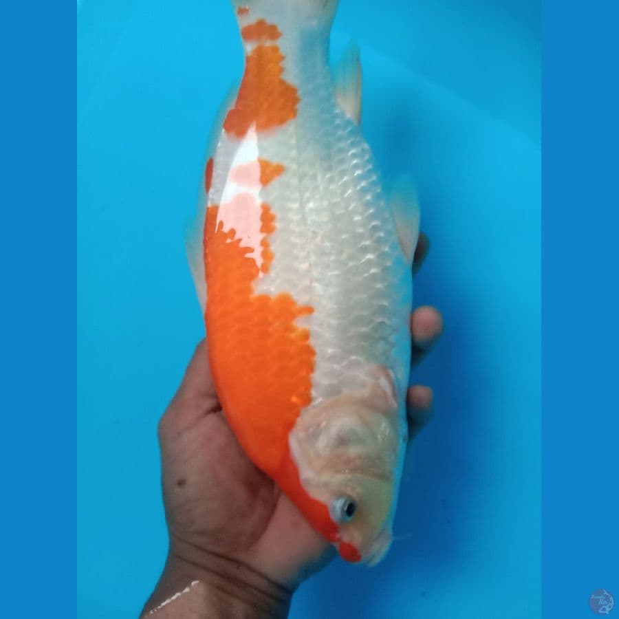 kohaku punuk
