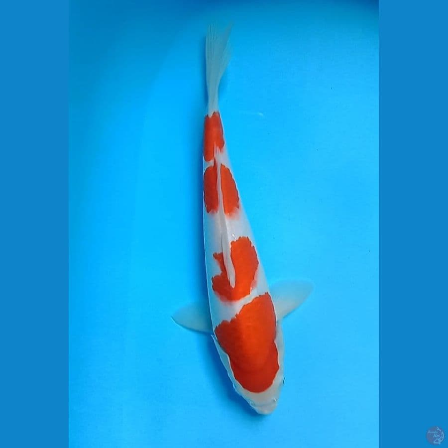 kohaku
