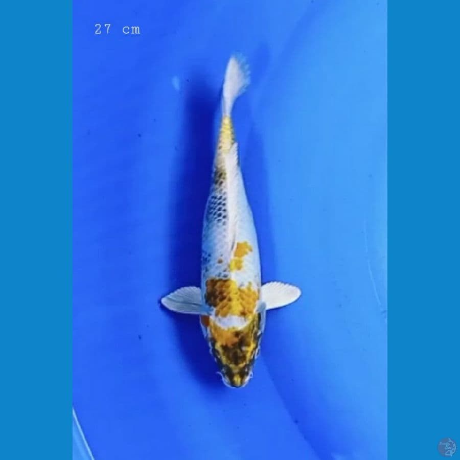 Kin showa 27 cm