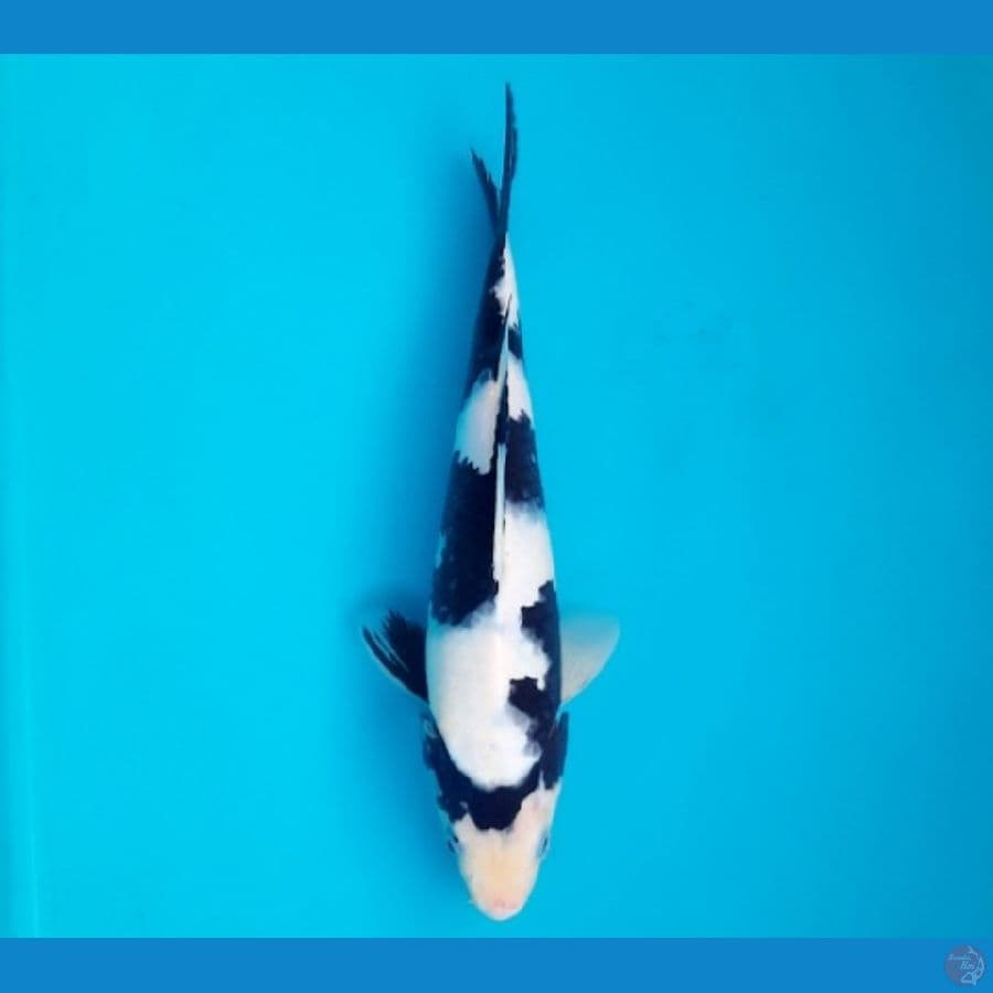 26cm Shiro male